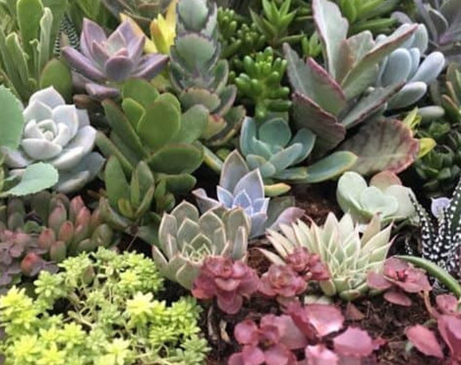 Succulent seeds. Grow your own succulents at home. A mixed Etsy