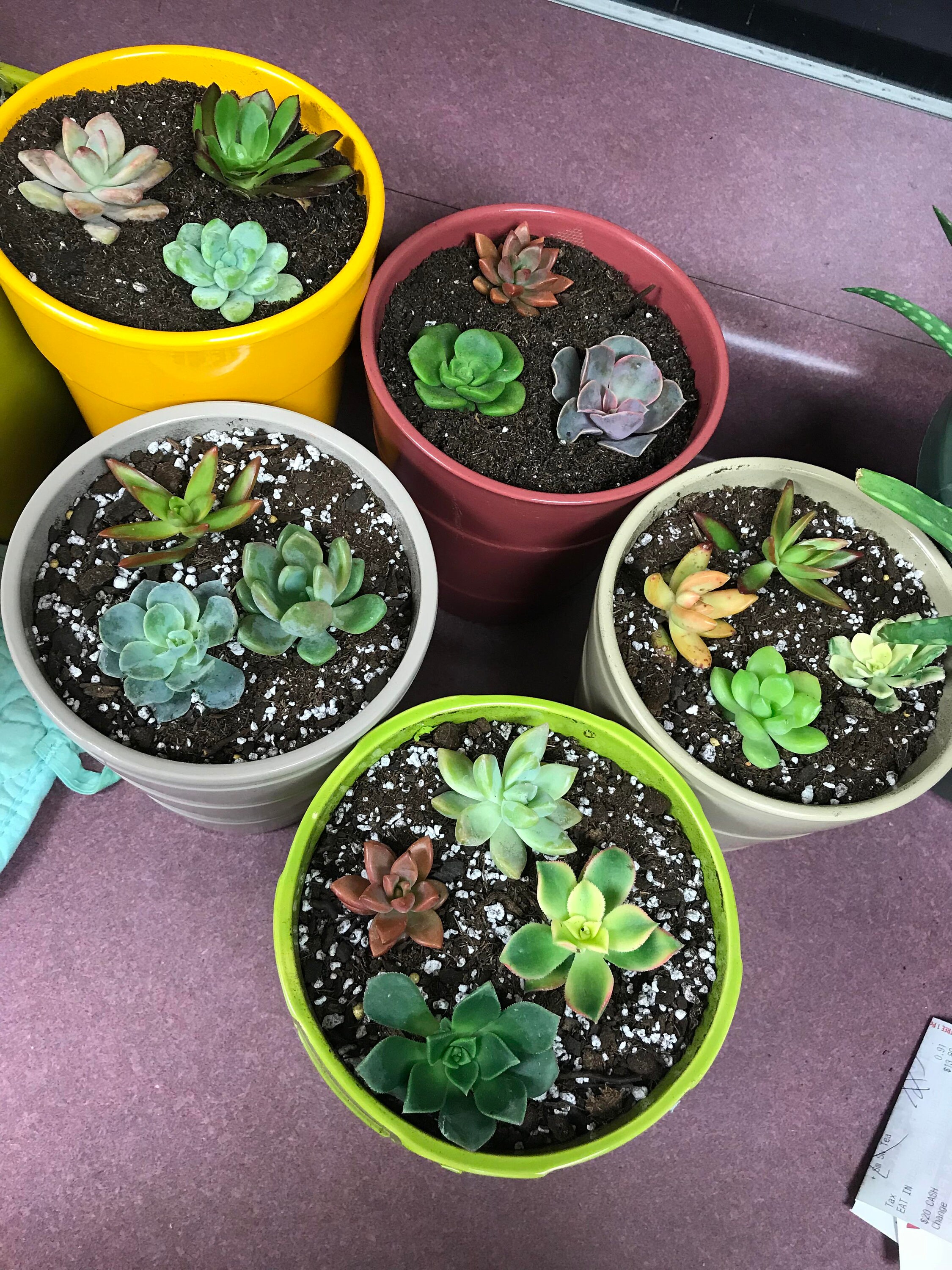 Succulent seeds. Grow your own succulents at home. A mixed Etsy