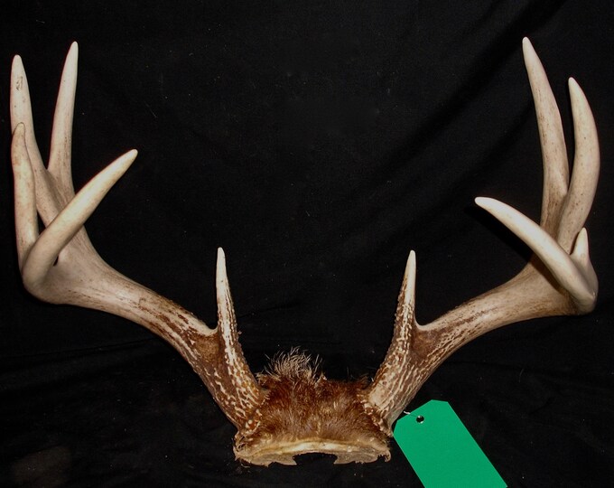 DOUBLE DROPS 185 DEER ANTLERS 12 point ,TAXIDERMY