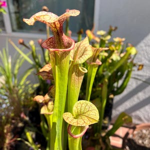 Sarracenia ‘Adrian Slack&#39; American Pitcher Plant, 3.5 inch pot, Carnivorous Plant