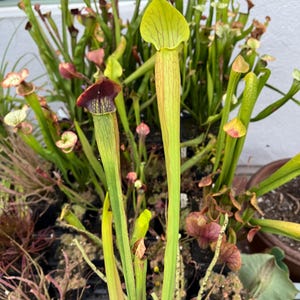 Sarracenia alata ‘Purple Throat Giant’ American Pitcher Plant, 2.5 inch pot, Carnivorous Plant