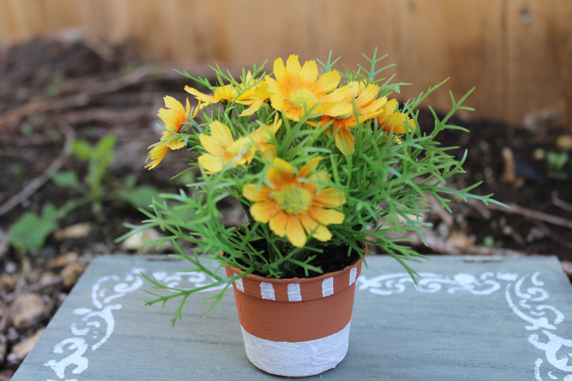 5 Potted Daisy Bush Etsy