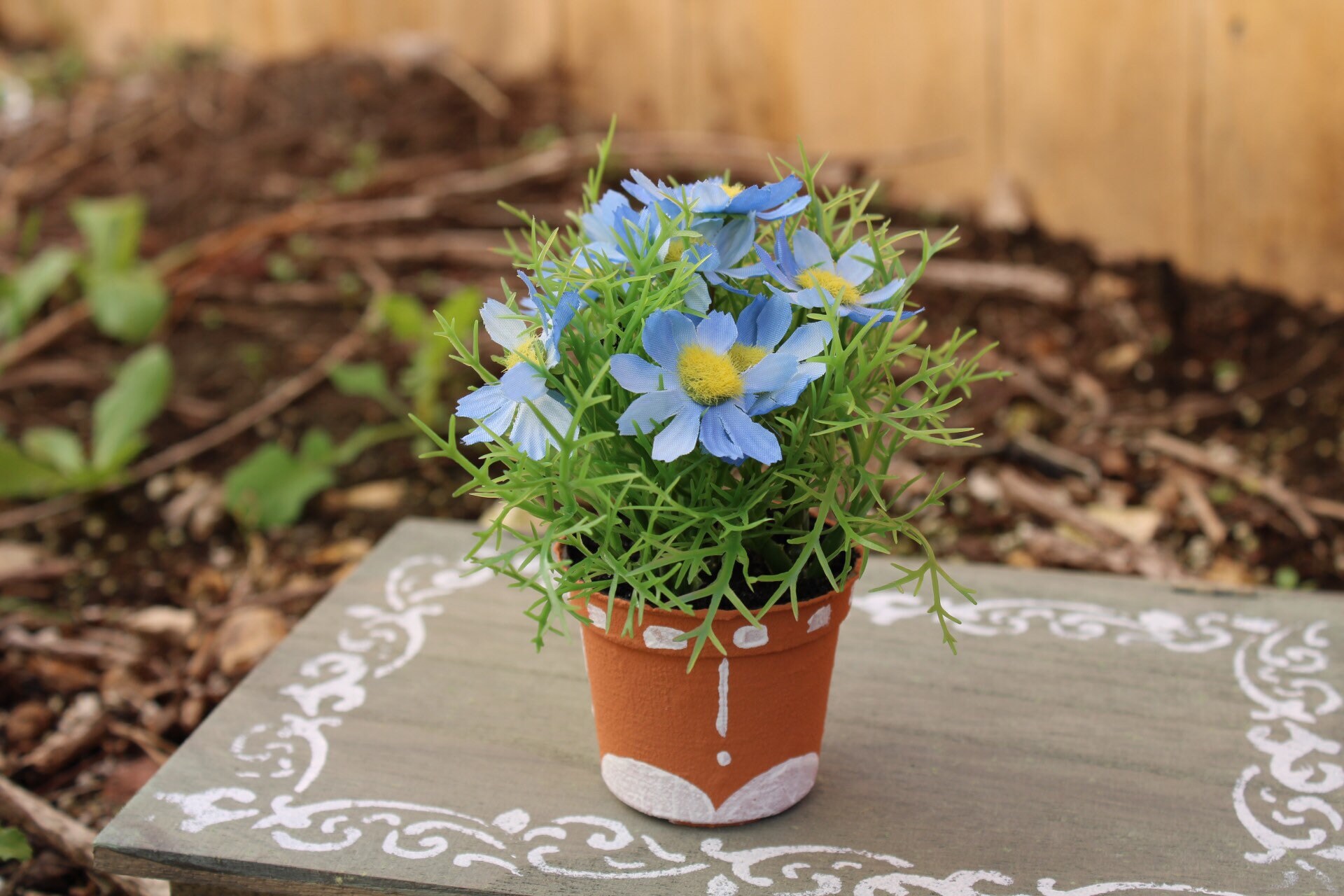 5 Potted Daisy Bush Etsy