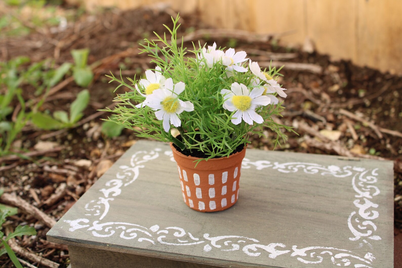 5 Potted Daisy Bush Etsy