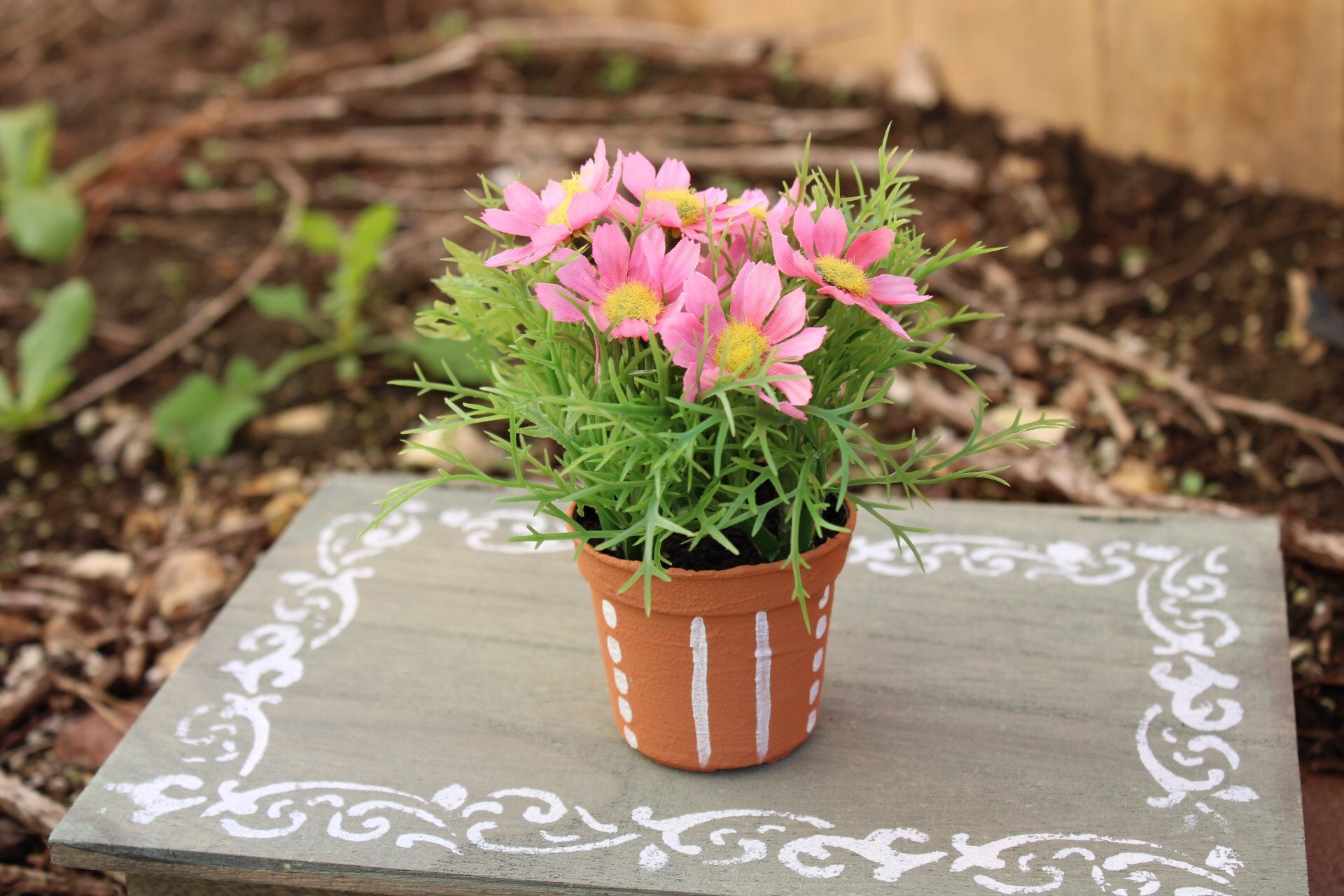 5 Potted Daisy Bush Etsy