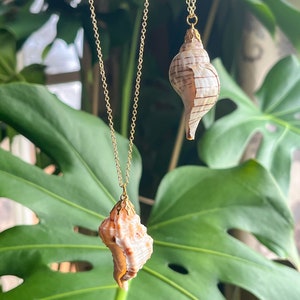 May include: Two gold chain necklaces with seashell pendants. The shells are a light brown color with a white and brown striped pattern. The necklaces are hanging against a green leafy background.