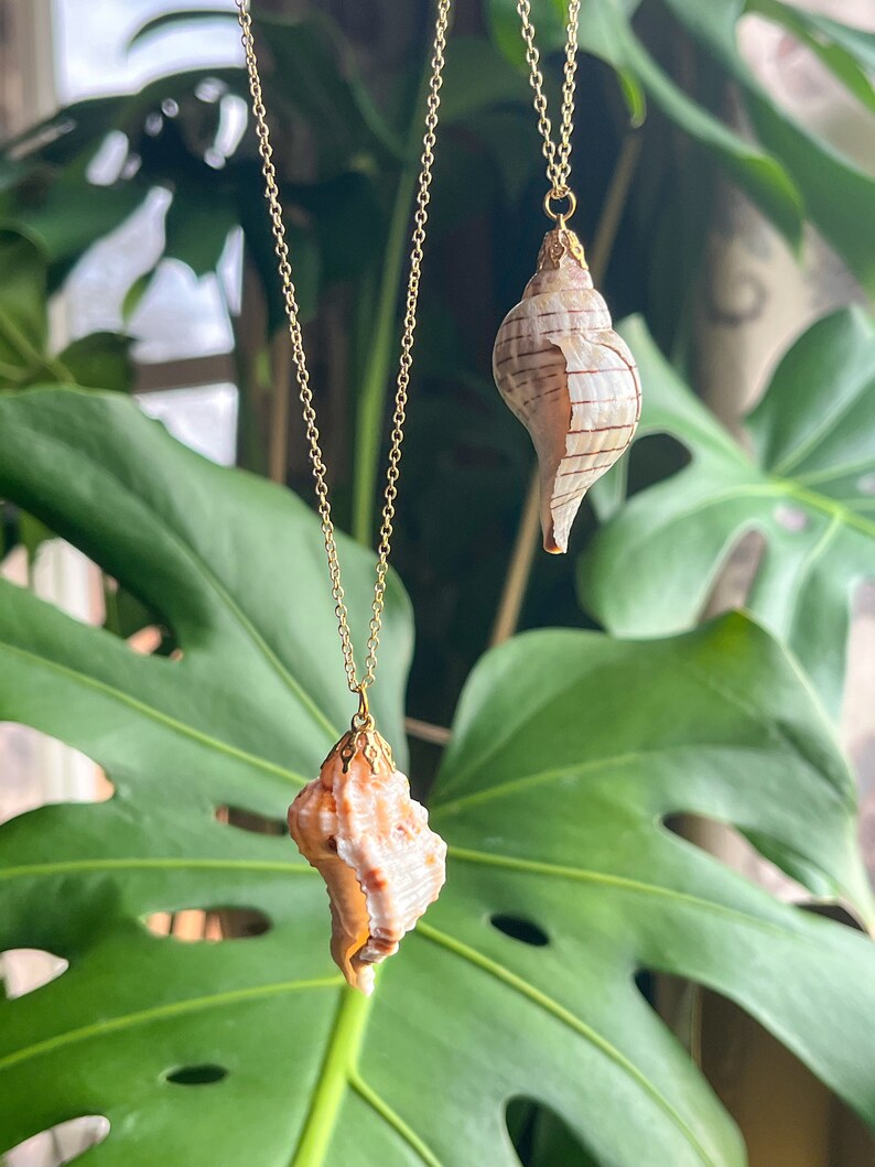 May include: Two gold chain necklaces with seashell pendants. The shells are a light brown color with a white and brown striped pattern. The necklaces are hanging against a green leafy background.