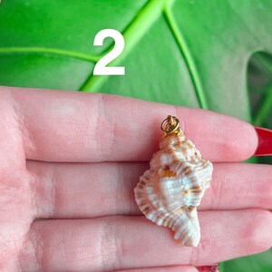 May include: A small, white seashell with brown stripes, attached to a gold chain. The seashell is being held in a hand.