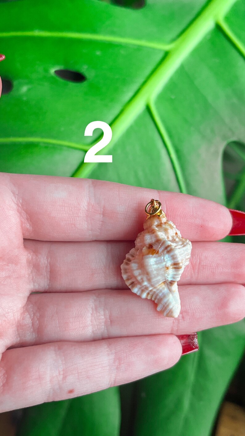 May include: A small, white seashell with brown stripes, attached to a gold chain. The seashell is being held in a hand.