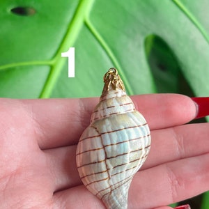 May include: A white seashell with brown stripes, attached to a gold chain. The seashell is in the palm of a hand.