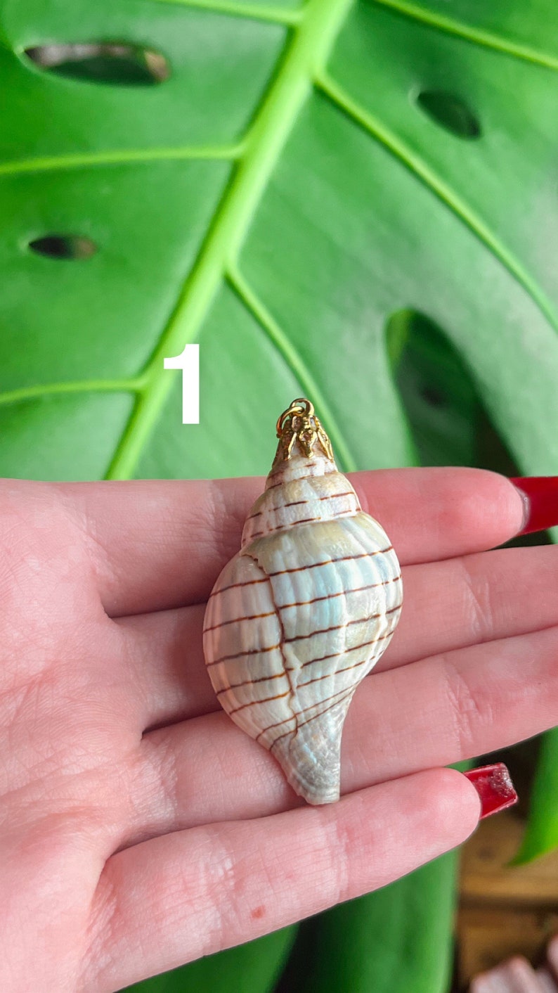 May include: A white seashell with brown stripes, attached to a gold chain. The seashell is in the palm of a hand.