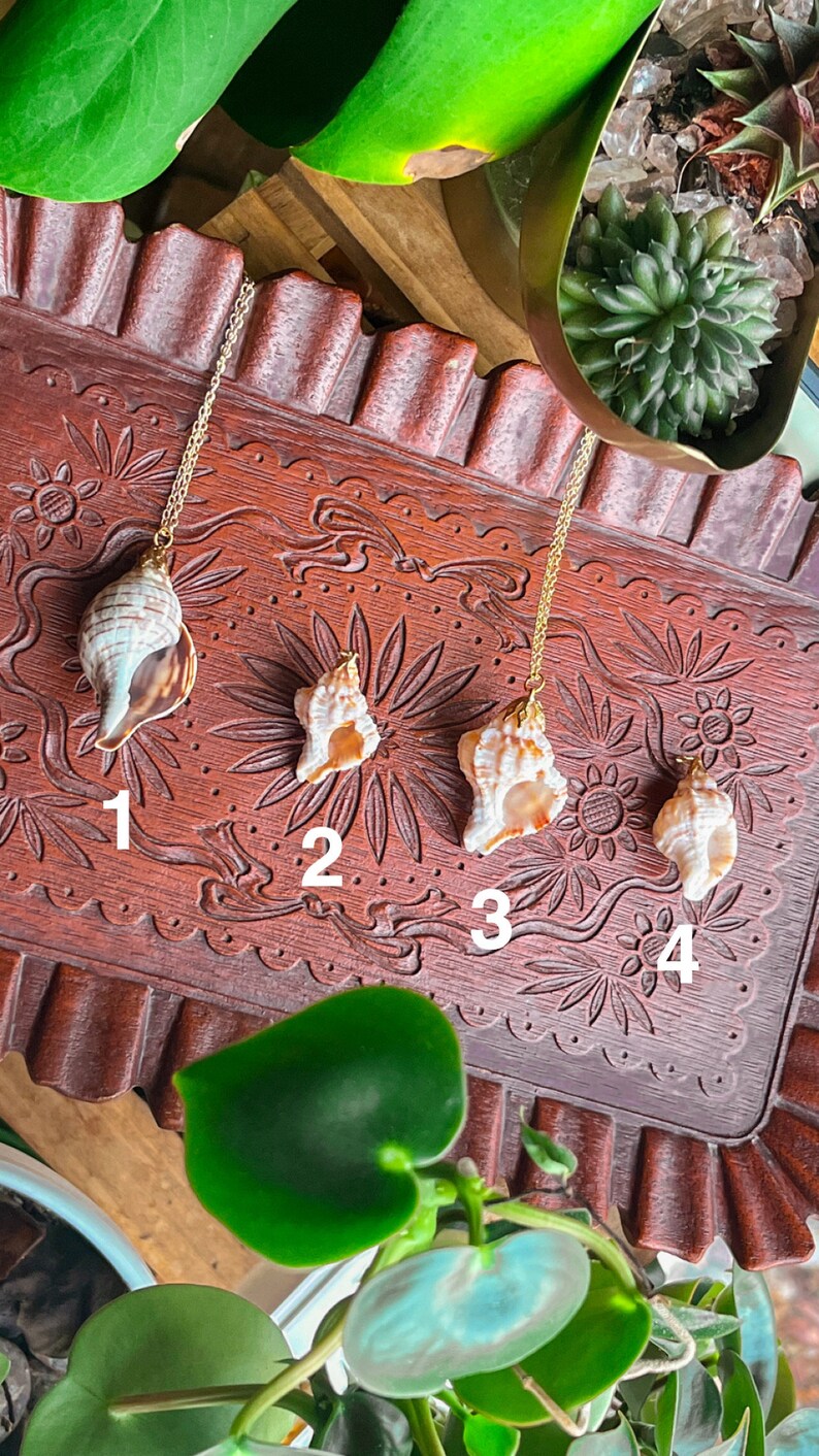 May include: Four gold shell necklaces on a wooden surface with numbers 1 through 4 underneath each shell. The shells are different sizes and shapes.