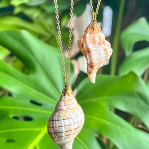 May include: Two gold necklaces with seashell pendants. The shells are different sizes and shapes, one is a spiral shell and the other is a more irregular shape. Both shells are a light brown color with white stripes.