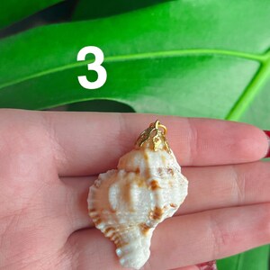 May include: A white seashell with a gold-colored metal accent. The seashell is being held in a hand.