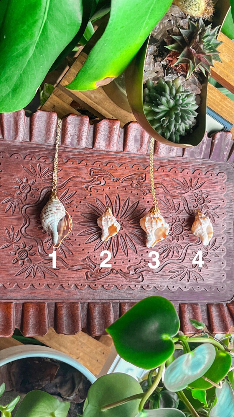 May include: Four gold necklaces with different seashell pendants on a wooden surface. The shells are numbered 1 through 4.