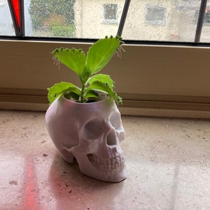2 vasi di fiori a teschio piantati (decorazione, gotico, Halloween, teschio, teschio, gotico, horror, fantasia, succulento) - Con pianta!