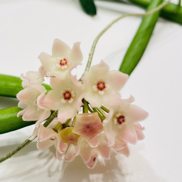 Cadeau parfait pour une plante vivante : floraison de Hoya Shepherdii dans le style Kokedama