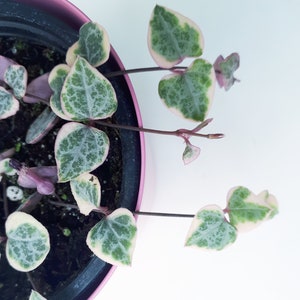 May include: String of Hearts plant in a pink pot. The trailing stems bear heart-shaped leaves with green centres and creamy white edges. The plant is set against a white background, highlighting the plant's delicate features.