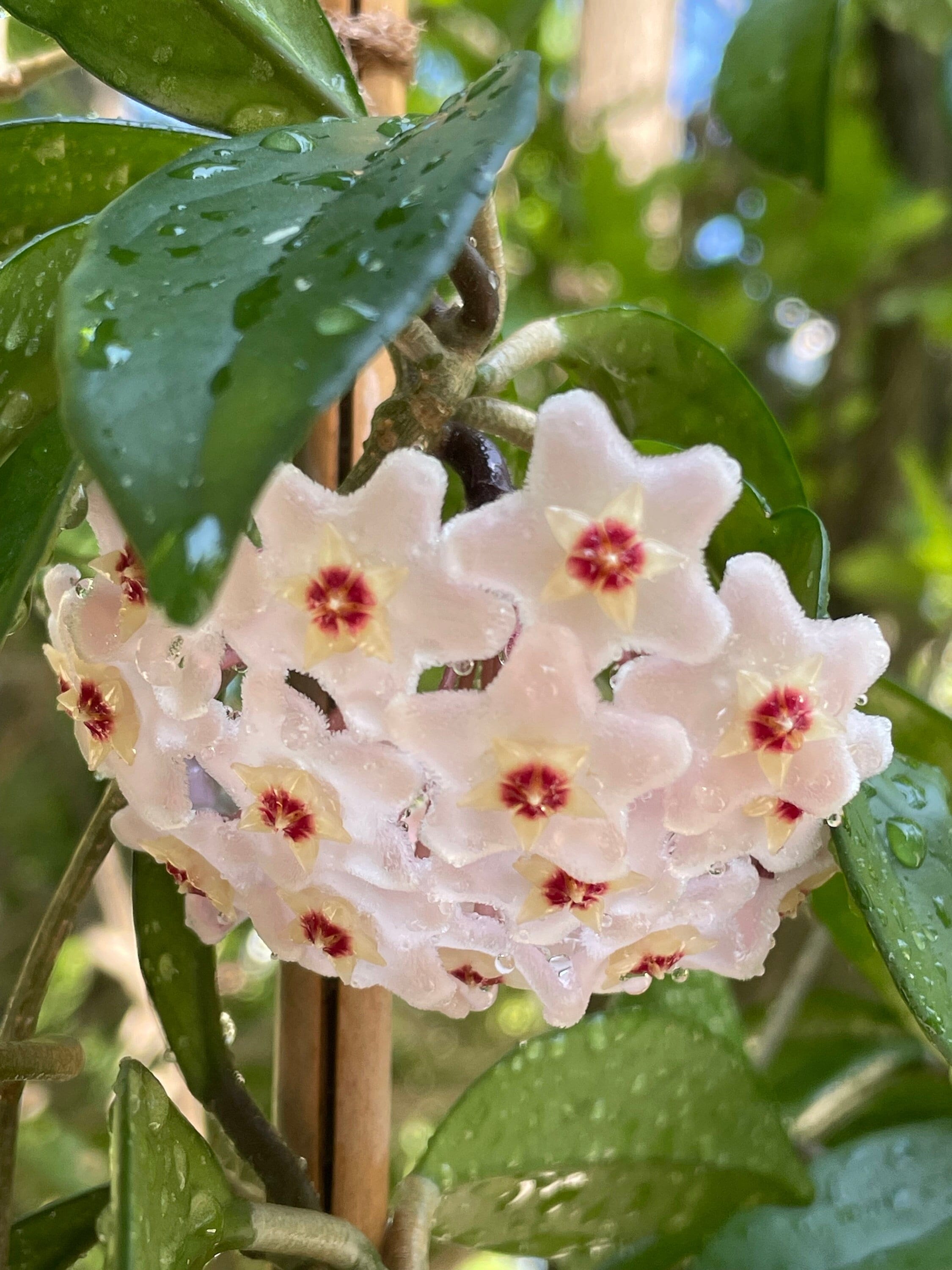 その他観葉植物 Hoya carnosa ' Madara  angel' その他観葉植物 Hoya carnosa ' Madara angel' Hoya Carnosa Madara