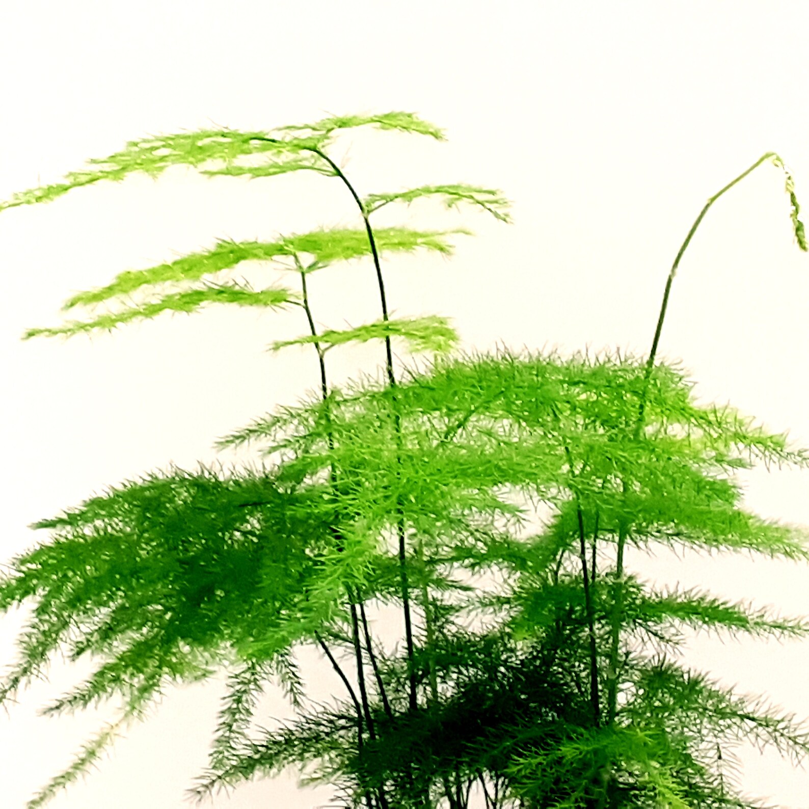 Terrarium Mainstay Plumosa Fern/Asparagus Setaceus/Asparagus Etsy