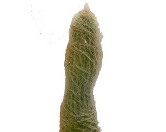 Espostoa lanata or Cephalocereus senilis Old Man of the Mountain Cactus 12" Tall