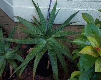 XL Aloe Saponaria, Maculata AKA Japanese organic aloe 6-10 yrs~ HUGE!