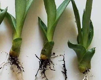 Cute Babies Agave Americana Plants, Bulbils, Plantlets