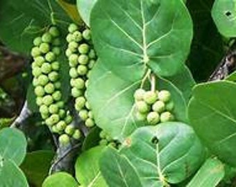Sea Grape Tree Etsy Sea Grape Tree Etsy