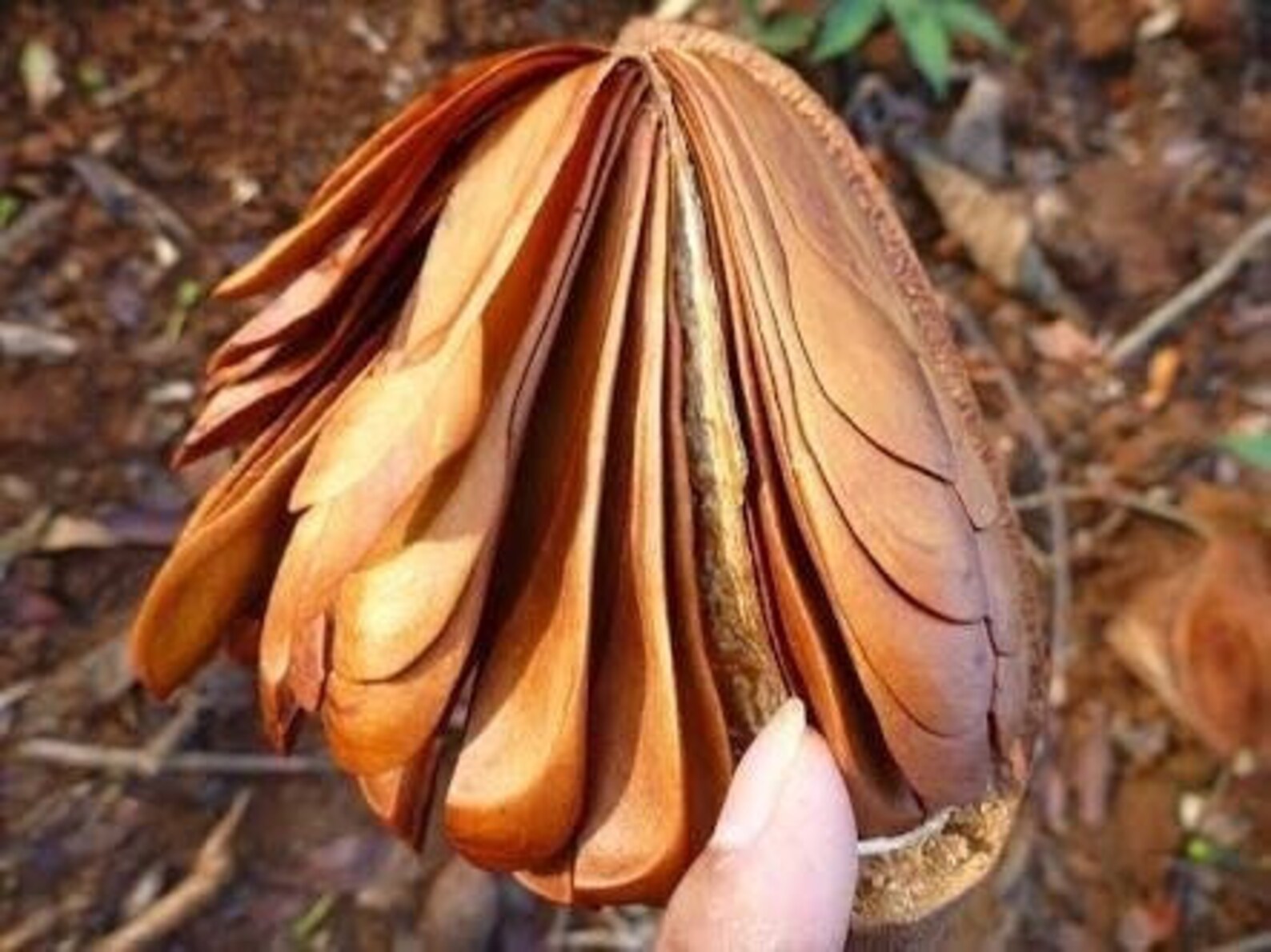 Mahogany Tree Seeds and seedlings Etsy