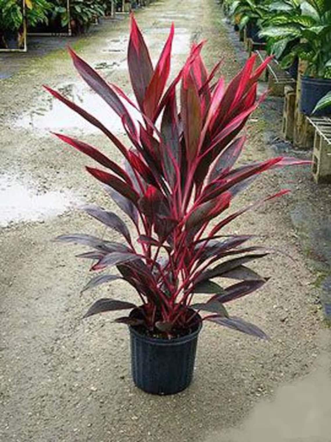 Cordyline Fruticosa Hawaiian Ti Plant Terminal cuttings. Easy Etsy