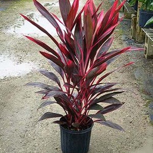 Cordyline Fruticosa Hawaiian Ti Plant Terminal Cuttings, Stems. Easy to Root and Grow image 9