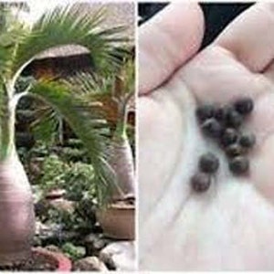 Bottle  Palm Seeds, Hyophorbe lagenicaulis, Fresh Ripe Fleshy Fruit for Planting. Buy Now While in Season