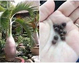 Bottle  Palm Seeds, Hyophorbe lagenicaulis, Fresh Ripe Fleshy Fruit for Planting. Buy Now While in Season