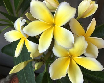 Plumeria Frangipani Cuttings White or Yellow