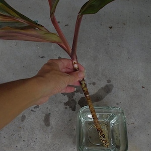 Cordyline Fruticosa Hawaiian Ti Plant Terminal Cuttings, Stems. Easy to Root and Grow image 6