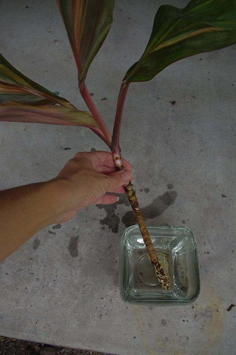 Cordyline Fruticosa Hawaiian Ti Plant Terminal Cuttings, Stems. Easy to Root and Grow image 6