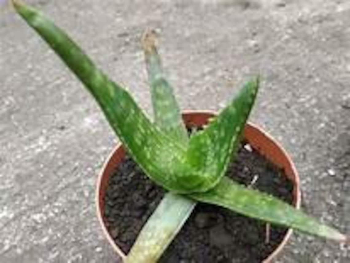 6 Cute Organic Babies Aloe Vera Plants Etsy