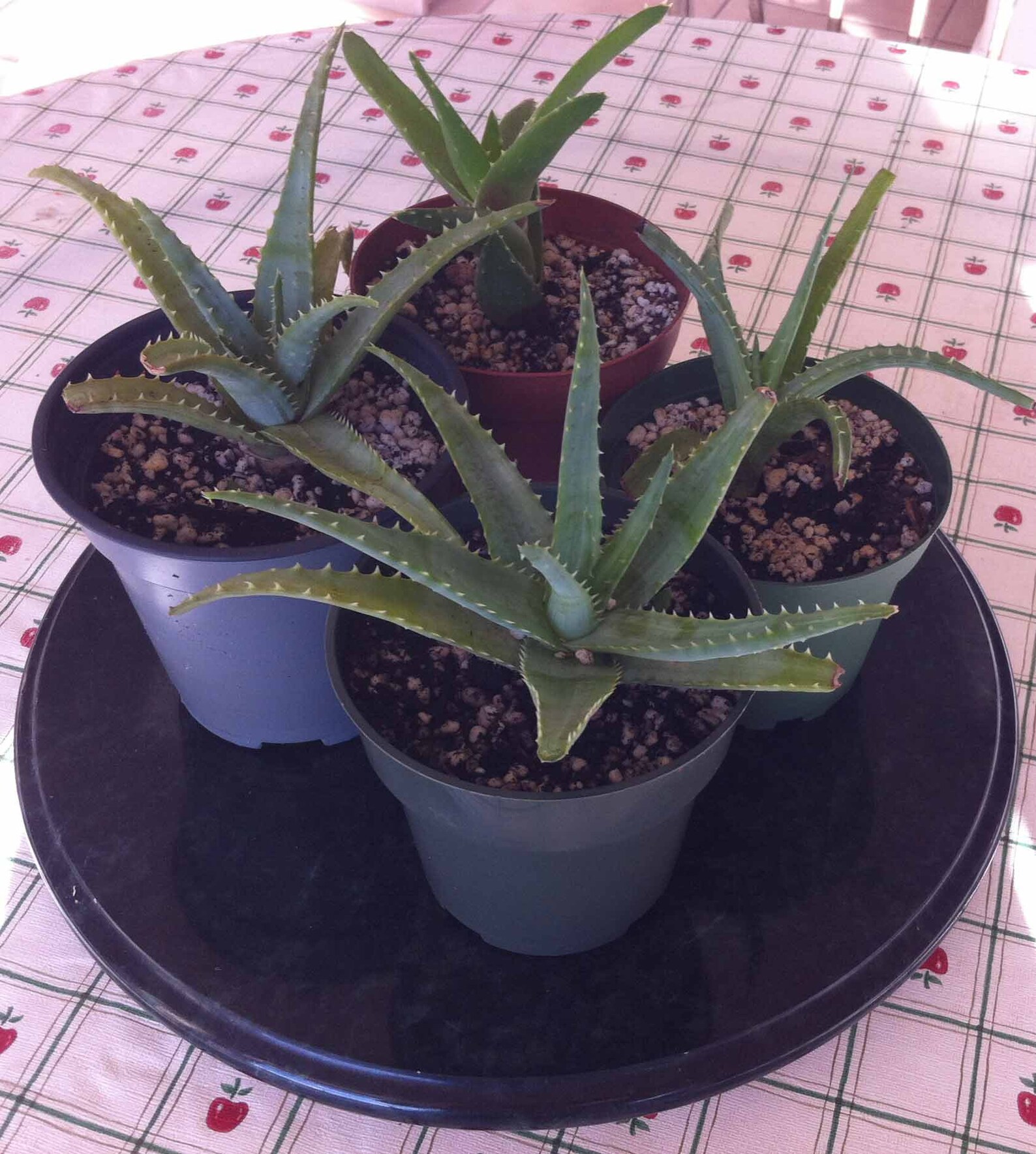 6 Cute Organic Babies Aloe Vera Plants Etsy