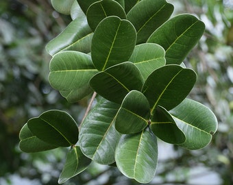 Rare Noronhia emarginata: Madagascar Olive Tree Cuttings or Raw Uncured Olives
