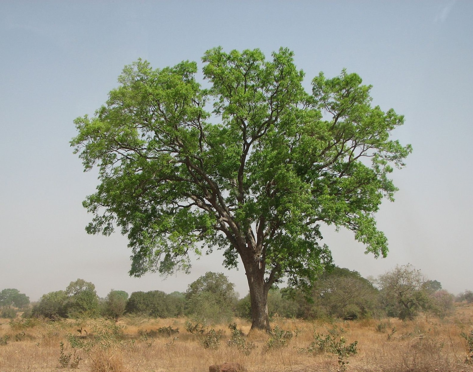 Mahogany Tree Seeds and seedlings Etsy