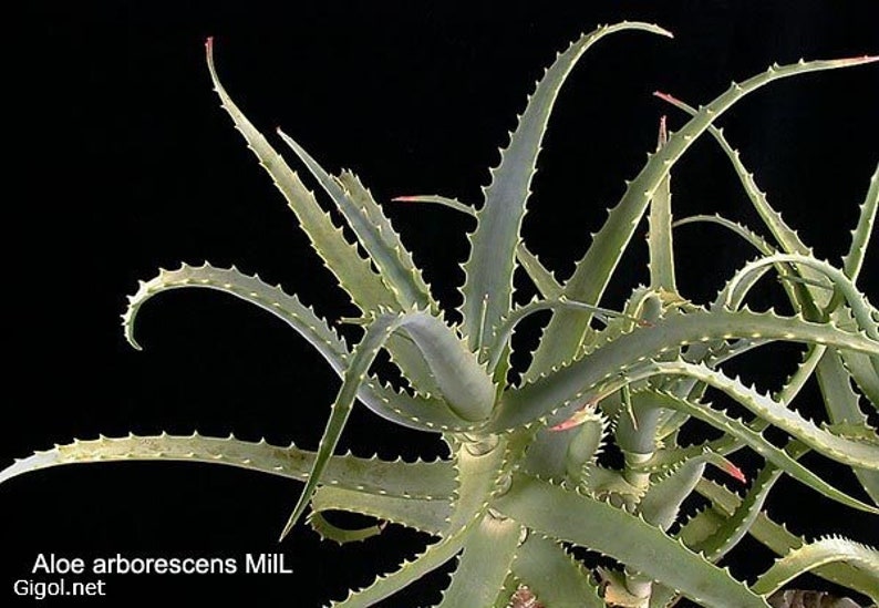 Про столетник. Алоэ древовидное столетник. Aloe arborescens (Torch Aloe).