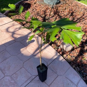 Wodyetia bifurcata Foxtail Palm Fast Growing ~ LIVE SEEDLINGS