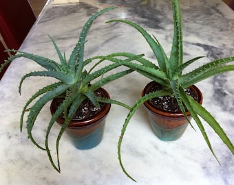 Dwarf aloe arborescens organic plants AKA a. spinosissima. Select a size & plant