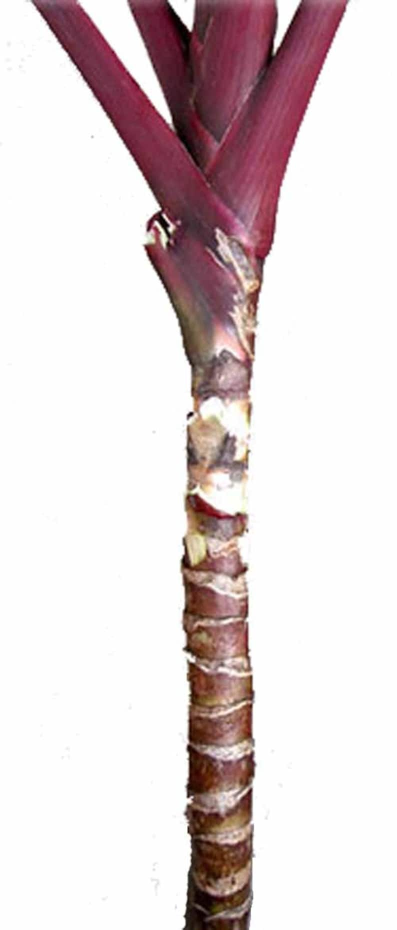 Cordyline Fruticosa Hawaiian Ti Plant Terminal Cuttings, Stems. Easy to Root and Grow image 3