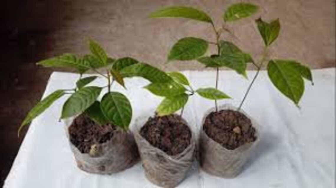 Mahogany Tree Seeds and seedlings Etsy