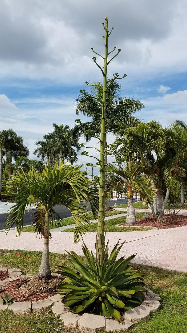 BOGO Cute Babies Agave Americana Plants Bulbils Plantlets Etsy