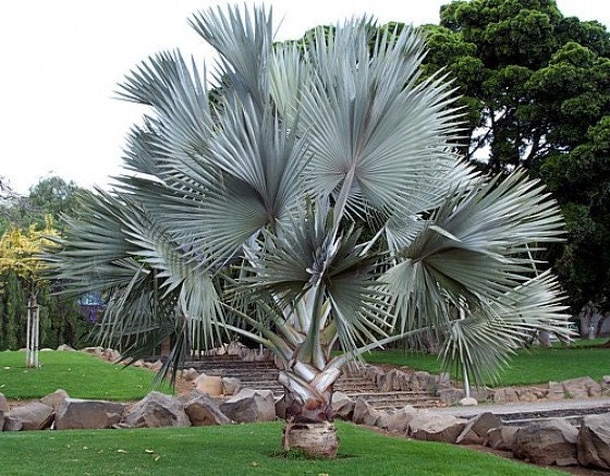 ENH260/ST101: Bismarckia nobilis: Bismarck Palm
