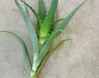 Aloe arborecens organic plants per Fr. Romano's book