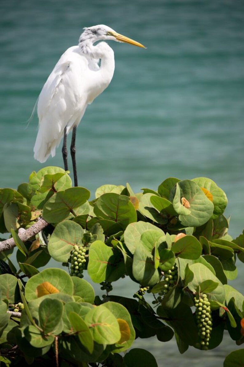 Tree Cuttings of Sea Grapes Beach Grapes coccoloba Uvifera Etsy