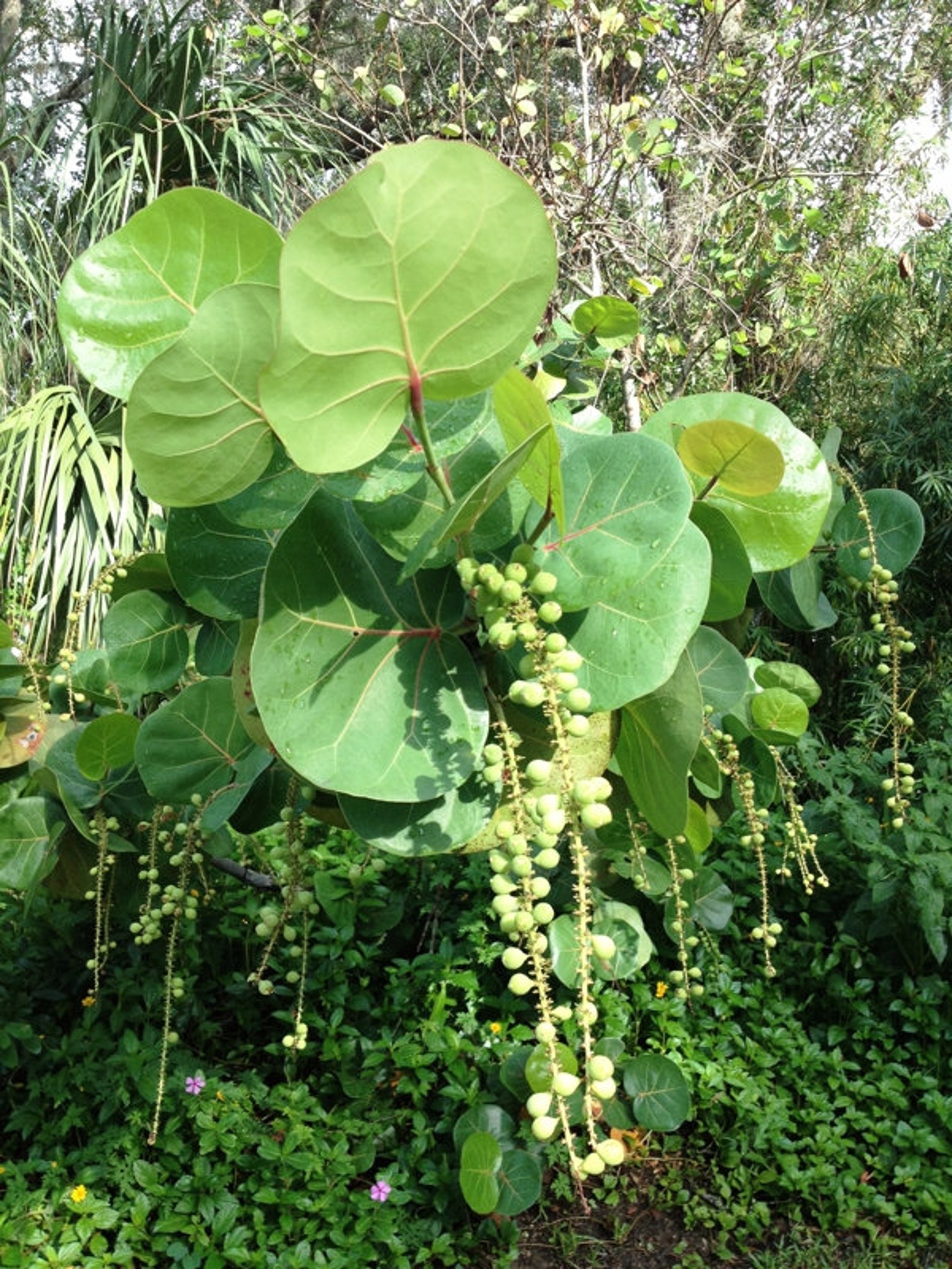 Tree Cuttings of Sea Grapes Beach Grapes coccoloba Uvifera Etsy